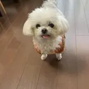 cha-cha madeの画像