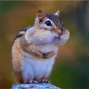 たんたんの画像