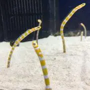 tmの画像