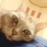kuru