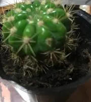 桃華‪