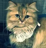 mimi