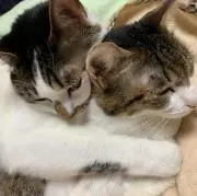 かっさんの画像