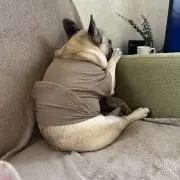 ったの画像