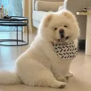 ちゃんゆうの画像