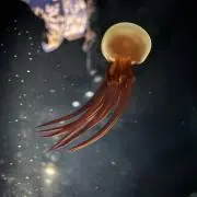 しゃぼんだまんの画像
