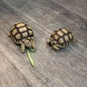 ダニエルとボブの画像