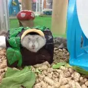Konkoの画像