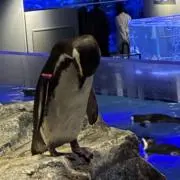 誰か入札してください