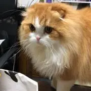ねこたまの画像