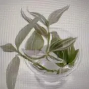 hanakuraの画像
