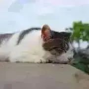 ぐるねこ まとめ買い歓迎の画像