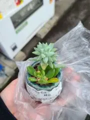 伊勢