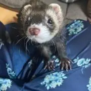 ぶるの画像