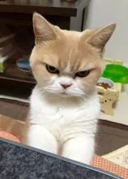 にゃ。