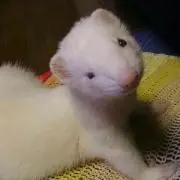 ☆フェレ☆
