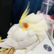 のん