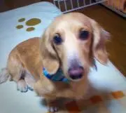 たそ