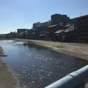 抹茶