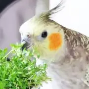 LunchPackの画像