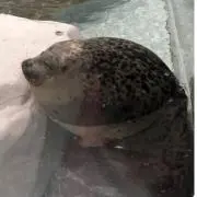 Hの画像