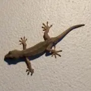ろすいん