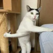 rinrin