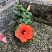 ちこちー
