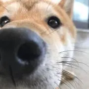 丸ちゃん(プロフ必読)の画像