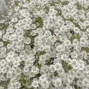 りー