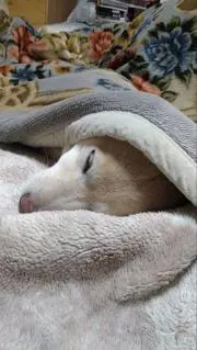 はな