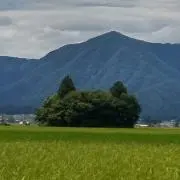 お~いお茶の画像