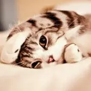 にゃんち^._.^  プロフ必読★