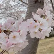さくらもち