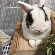 ぐりパバ