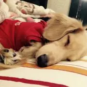 りん*24時間以内発送*の画像