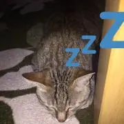 まさむね