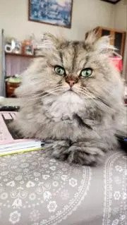 ゆずみ