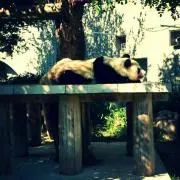 マヨール***の画像