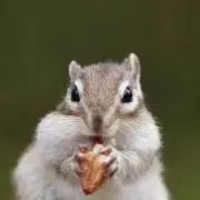 シマぐり