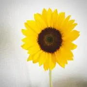 ともみんの画像