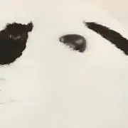 りんごの画像