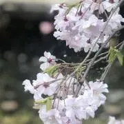 咲くらの画像