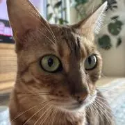 個人がんばるショップの画像