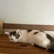 まみむめの画像