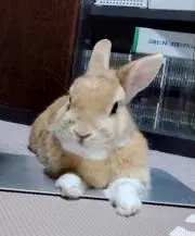 せんの画像
