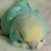 もふもふ