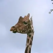 おまーる