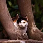 カヤの画像
