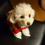 マロン☆☆彡の画像